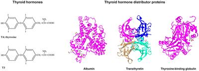 Thyroid Hormone Distributor Proteins During Development in Vertebrates